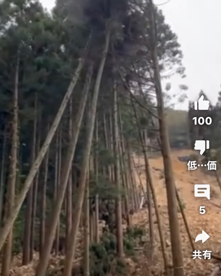 YouTube更新️ショート動画です。#伐採 #特殊伐採 #林業 #youtube #浴びせ倒し #石川県 #白山市 #鶴来 #なかの林業