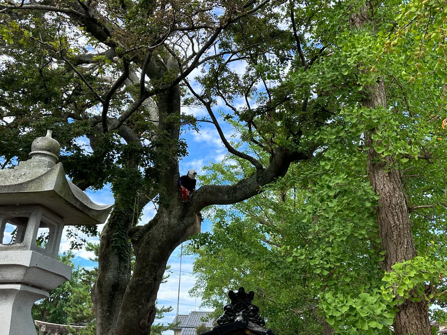 本日は某神社にて巨樹の伐採です♪台風前に施工出来て良かったです🥰________________________________⁡樹木でお困りの方は"株式会社なかの林業"にお任せ下さい！従業員も随時募集中です☘️お問合せはHP、DM、お電話にて！https://nakano-ringyo.jp⁡〒920-2133石川県白山市鶴来大国町西517℡: 076-272-4885fax: 076-272-8745________________________________⁡#伐採 #特殊伐採 #林業 #除草 #主伐 #間伐 #森林経営計画 #森林環境譲与税 #森林管理制度 #スマート林業 #国有林 #県有林 #市有林 #民有林 #公社林 #屋敷林 #素材生産 #造林 #支障木 #線下伐採 #除雪 #石川県 #白山市 #鶴来 #金沢市 #野々市市 #小松市 #能美市 #なかの林業