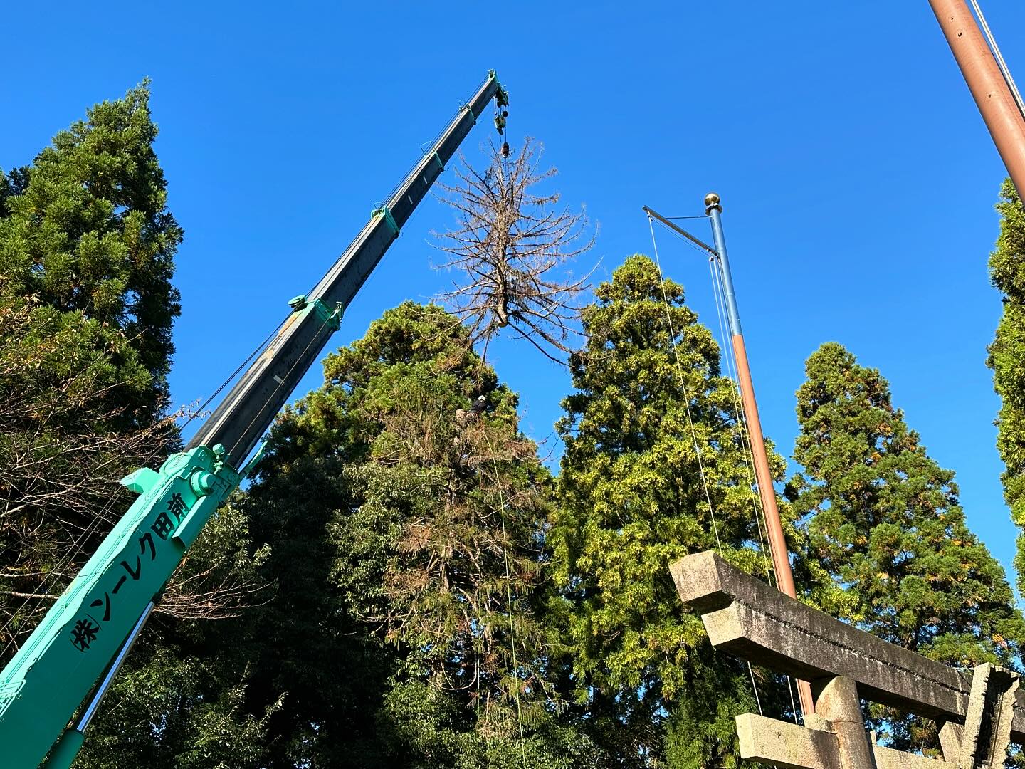 本日は某神社の特伐から！________________________________⁡樹木でお困りの方は"株式会社なかの林業"にお任せ下さい！従業員も随時募集中です☘️お問合せはHP、DM、お電話にて！https://nakano-ringyo.jp⁡〒920-2133石川県白山市鶴来大国町西517℡: 076-272-4885fax: 076-272-8745________________________________⁡#伐採 #特殊伐採 #林業 #除草 #主伐 #間伐 #森林経営計画 #森林環境譲与税 #森林管理制度 #スマート林業 #国有林 #県有林 #市有林 #民有林 #公社林 #屋敷林 #素材生産 #造林 #支障木 #線下伐採 #除雪 #石川県 #白山市 #鶴来 #金沢市 #野々市市 #小松市 #能美市 #なかの林業