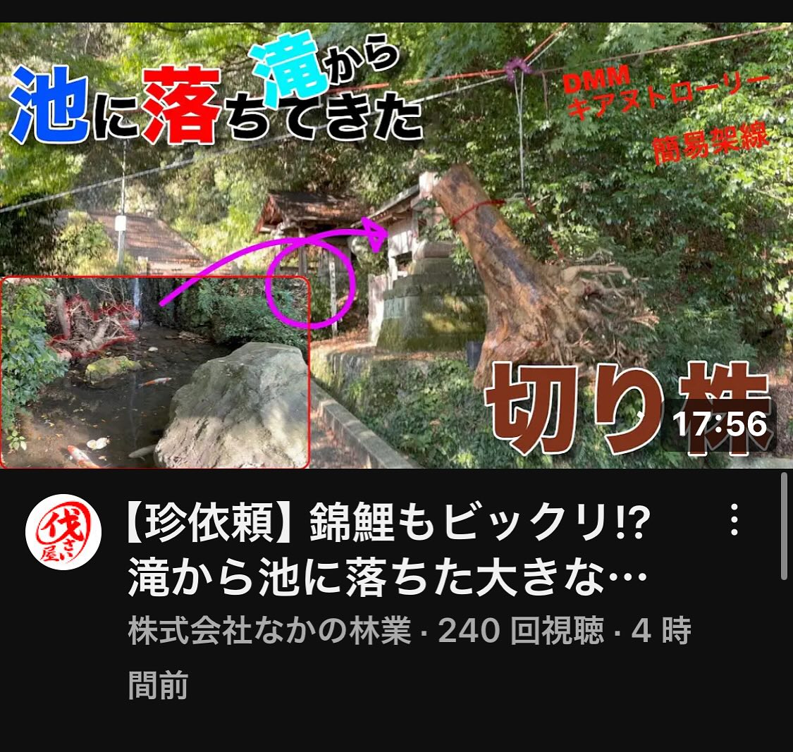 最新YouTube️池に落下した根株撤去編️________________________________⁡樹木でお困りの方は"株式会社なかの林業"にお任せ下さい！従業員も随時募集中です☘️お問合せはHP、DM、お電話にて！https://nakano-ringyo.jp⁡〒920-2133石川県白山市鶴来大国町西517℡: 076-272-4885fax: 076-272-8745________________________________⁡#伐採 #特殊伐採 #林業 #除草 #主伐 #間伐 #森林経営計画 #森林環境譲与税 #森林管理制度 #スマート林業 #国有林 #県有林 #市有林 #民有林 #公社林 #屋敷林 #素材生産 #造林 #支障木 #線下伐採 #除雪 #石川県 #白山市 #鶴来 #金沢市 #野々市市 #小松市 #能美市 #なかの林業