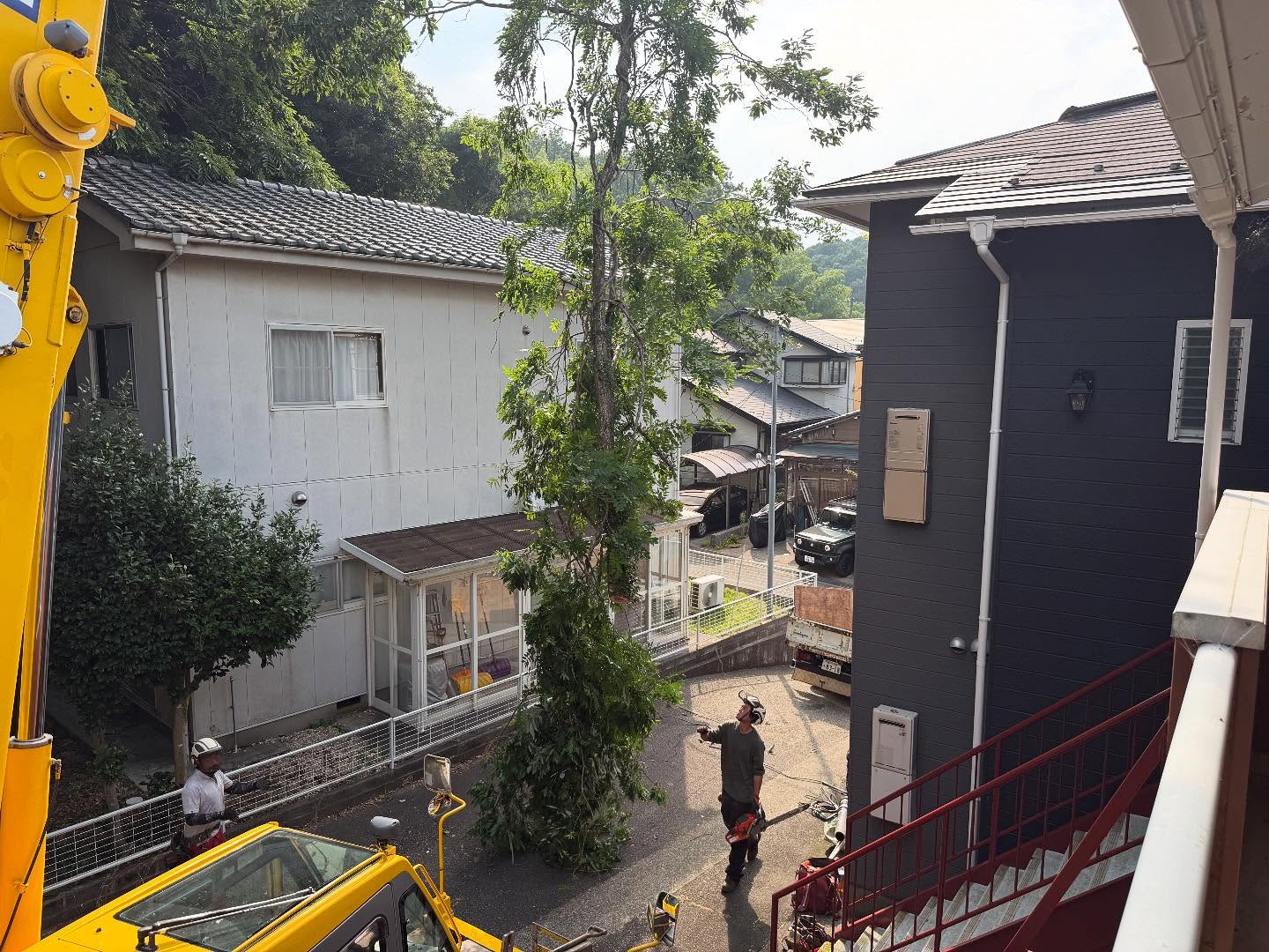 本日は狭い場所での特伐です！蒸してます________________________________⁡樹木でお困りの方は"株式会社なかの林業"にお任せ下さい！従業員も随時募集中です☘️お問合せはHP、DM、お電話にて！https://nakano-ringyo.jp⁡〒920-2133石川県白山市鶴来大国町西517℡: 076-272-4885fax: 076-272-8745________________________________⁡#伐採 #特殊伐採 #空師 #林業 #除草 #主伐 #間伐 #森林経営計画 #森林環境譲与税 #森林管理制度 #スマート林業 #国有林 #県有林 #市有林 #民有林 #公社林 #屋敷林 #素材生産 #造林 #支障木 #線下伐採 #除雪 #石川県 #白山市 #鶴来 #金沢市 #野々市市 #小松市 #能美市 #なかの林業